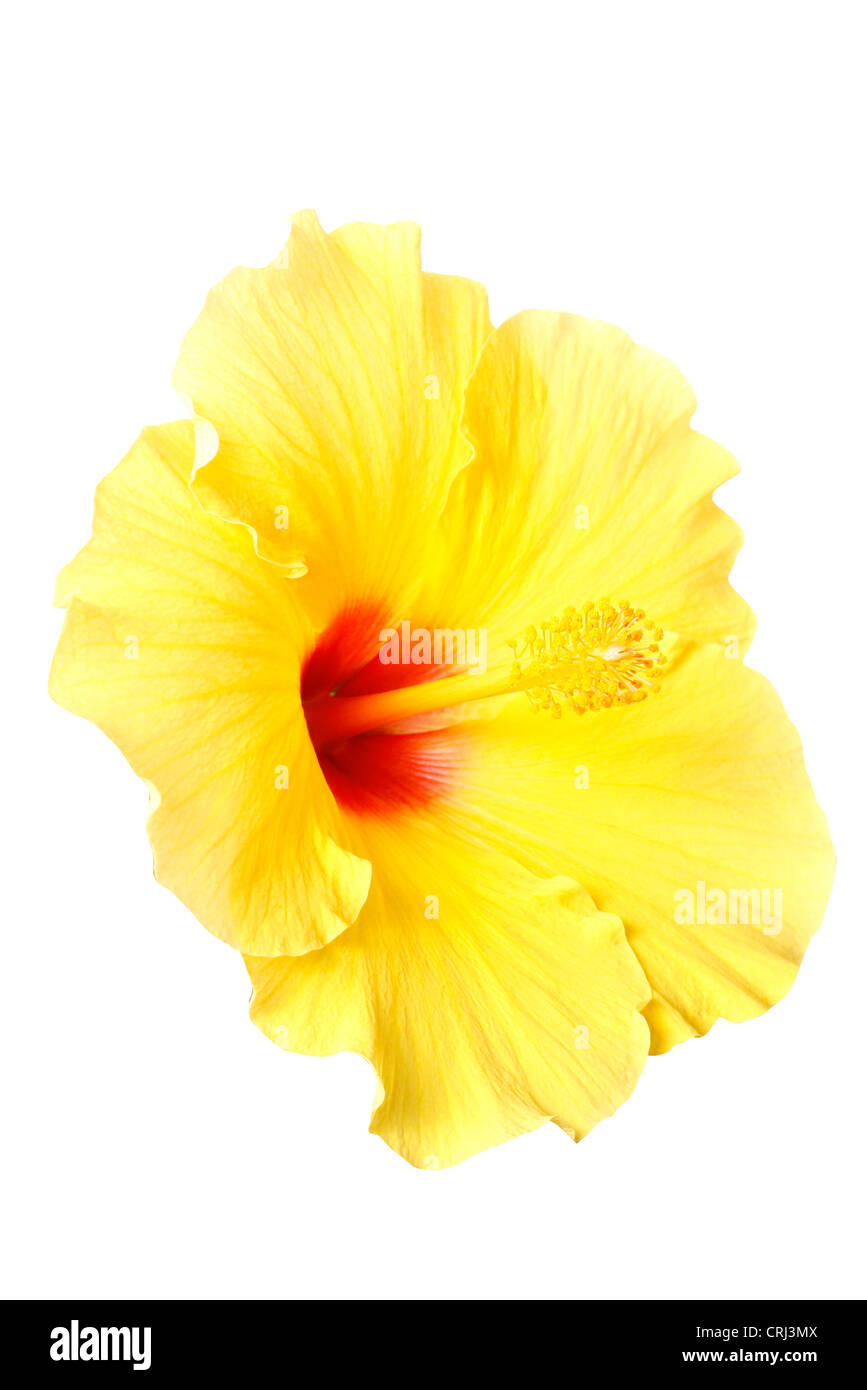 Une belle fleur d'hibiscus sur blanc Banque D'Images