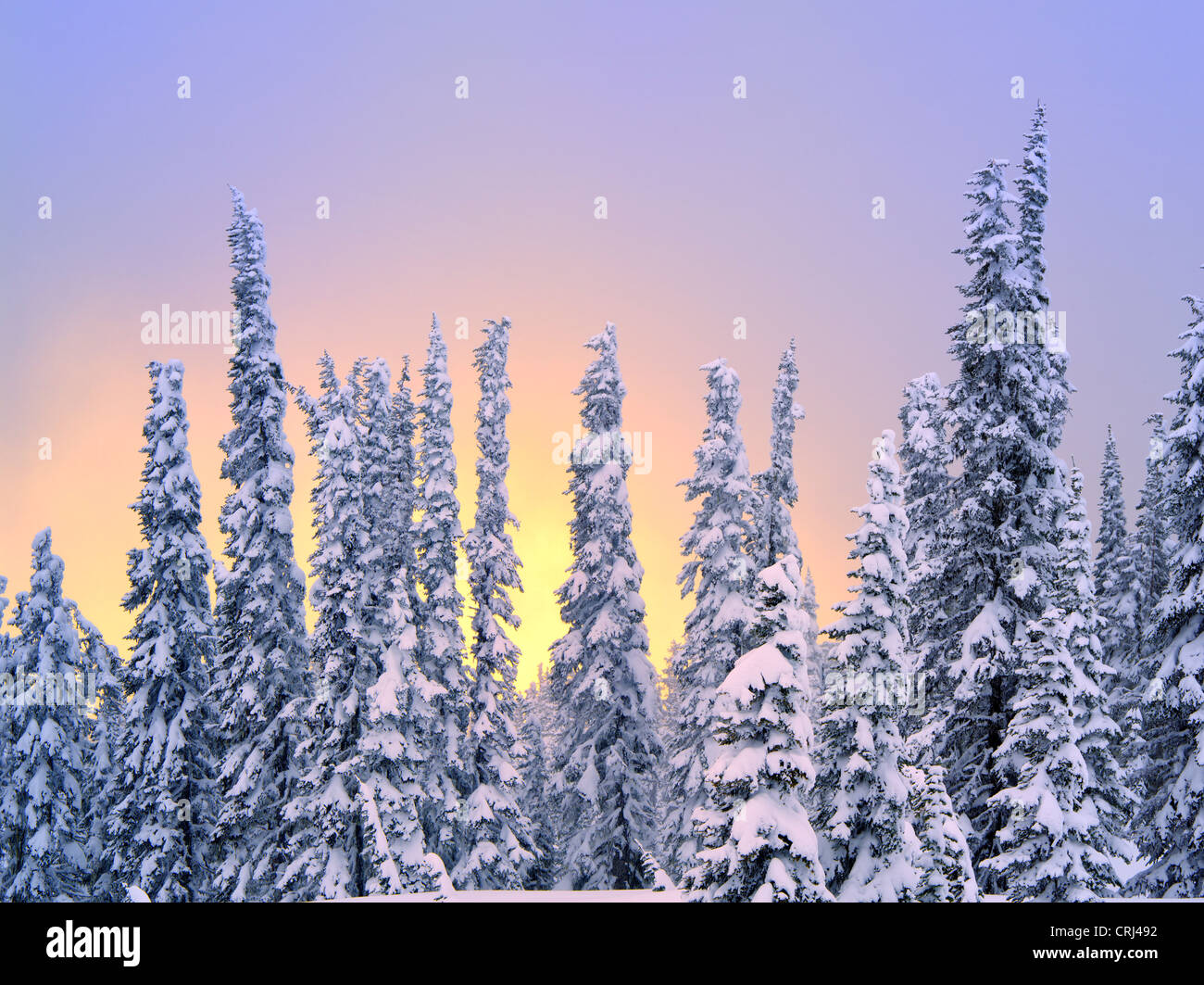 La neige sur les arbres avec couleur du coucher. Mt. Rainier National Park, Washington Banque D'Images