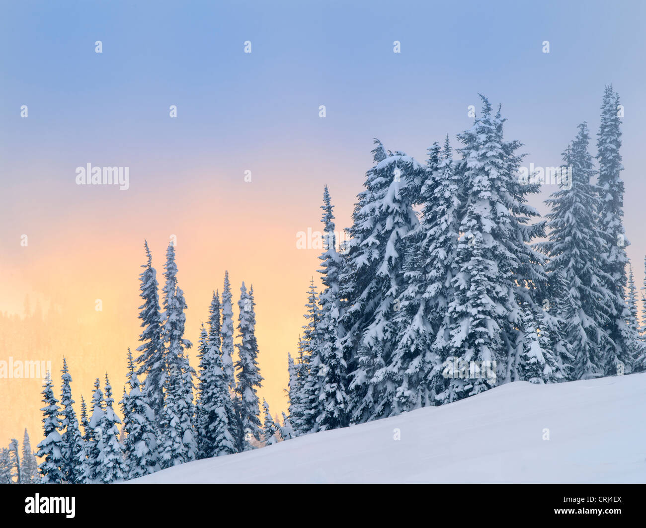La neige sur les arbres avec couleur du coucher. Mt. Rainier National Park, Washington Banque D'Images