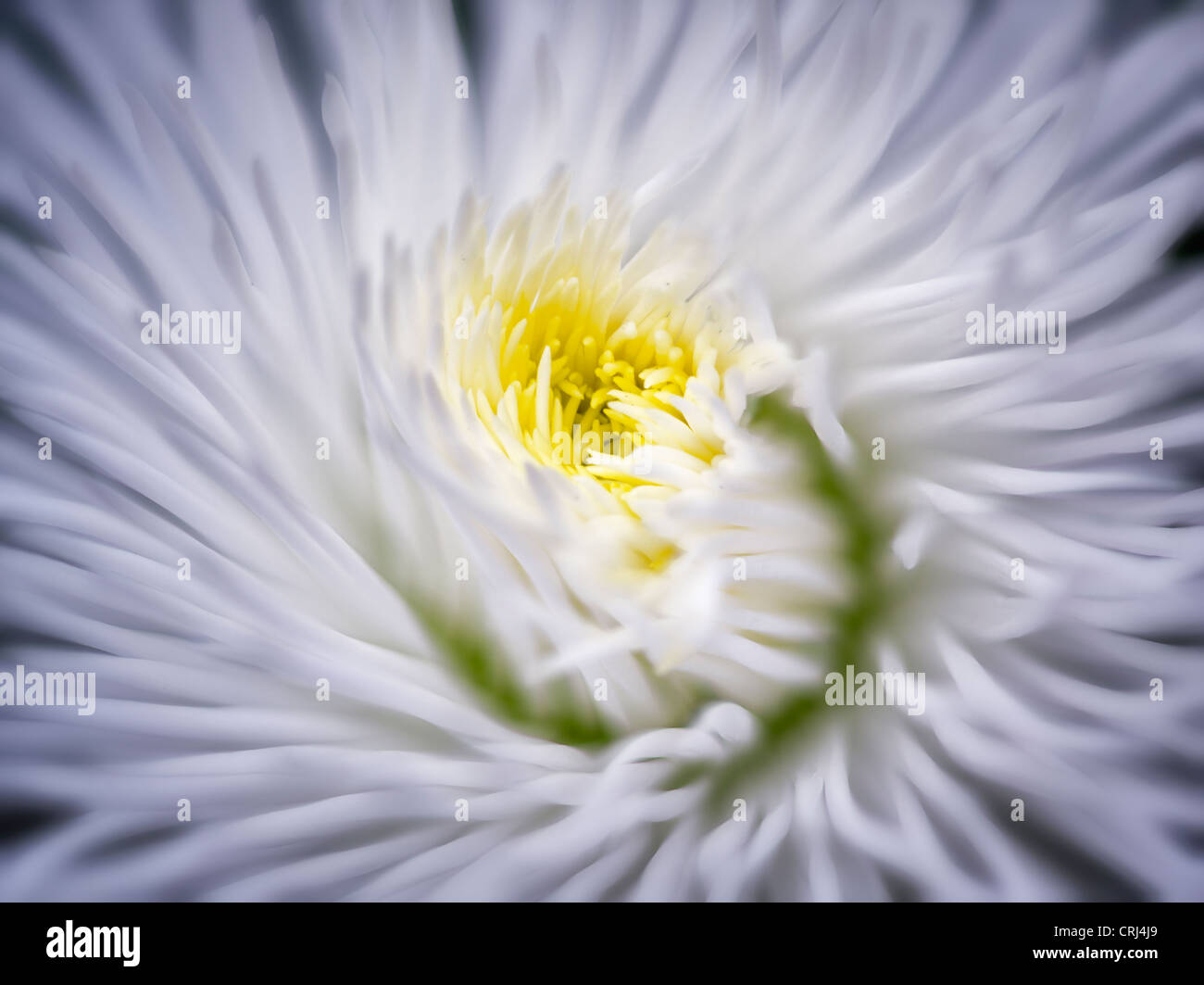 Close up of English Daisy. Oregon Banque D'Images