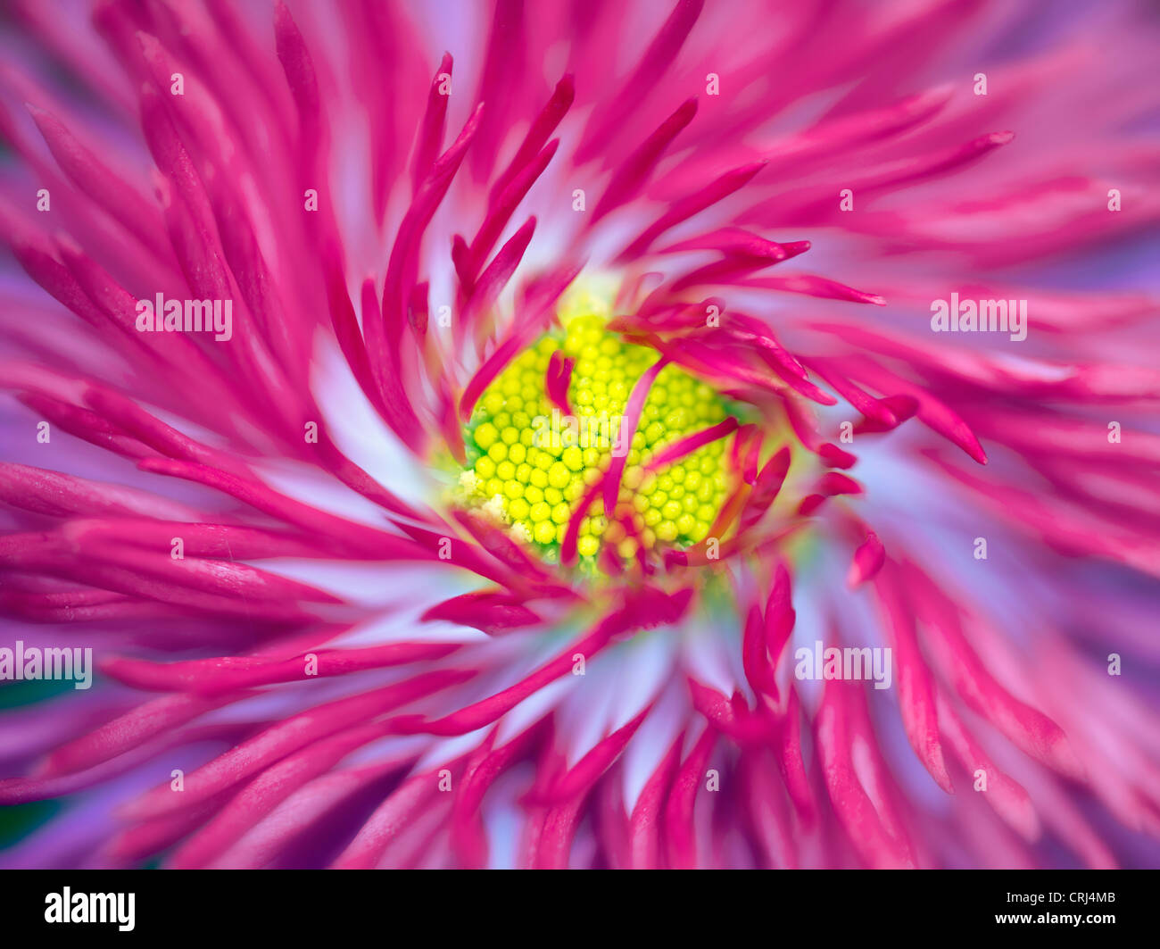 Close up of English Daisy. Oregon Banque D'Images