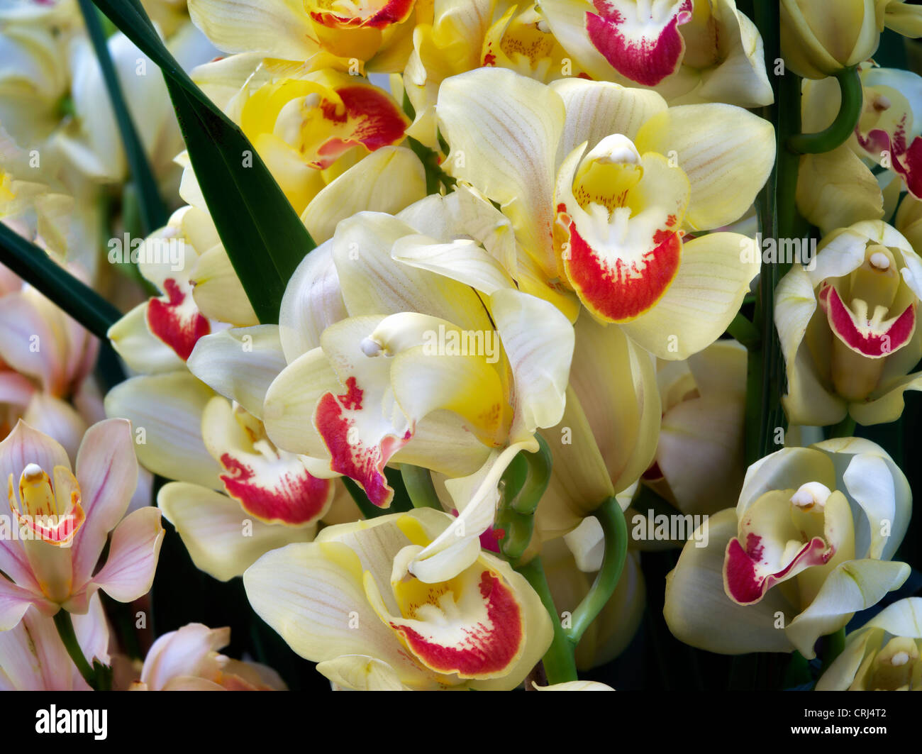 Close up d'orchidée cymbidium. Oregon Banque D'Images