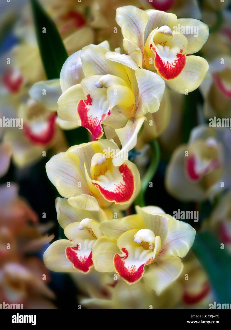 Close up d'orchidée cymbidium. Oregon Banque D'Images