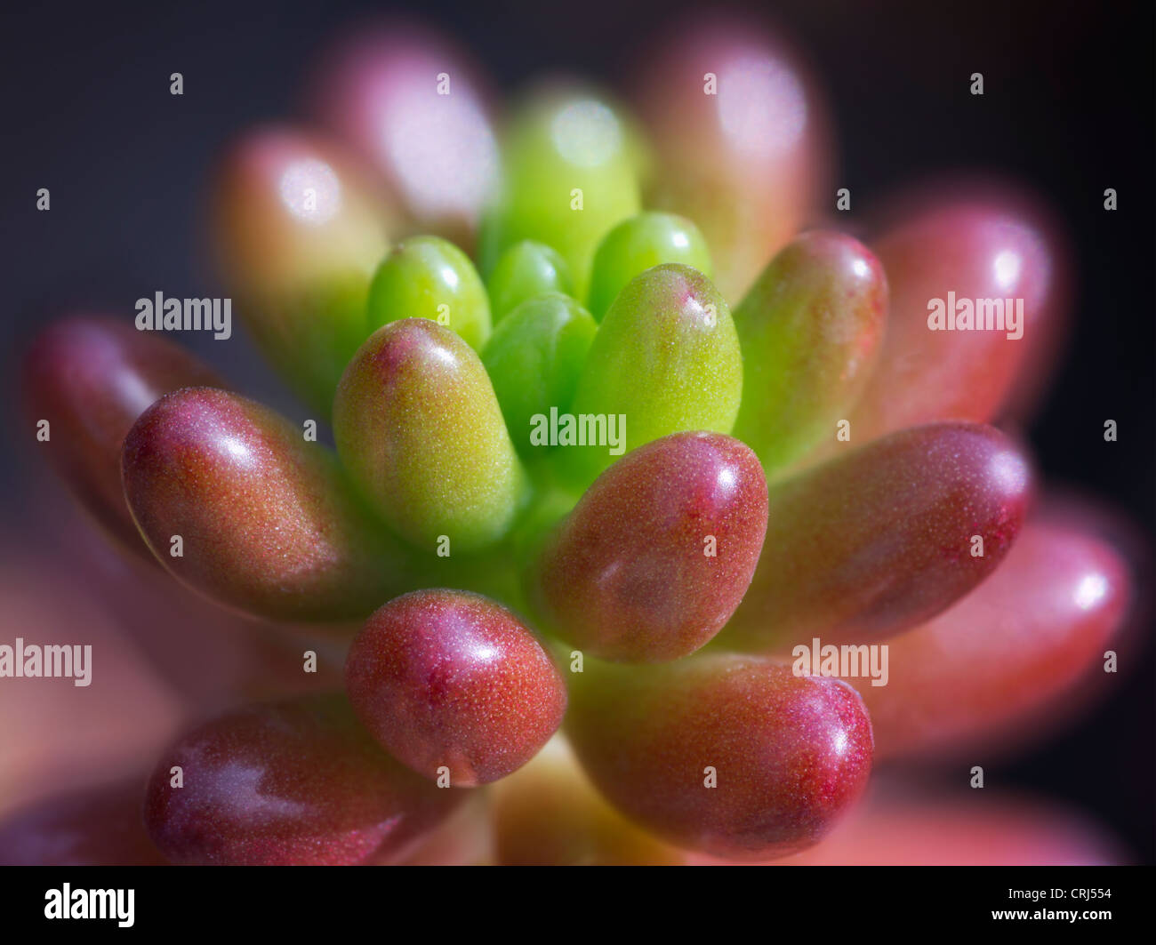 Close up de Sedum Jelly Bean. Oregon Banque D'Images