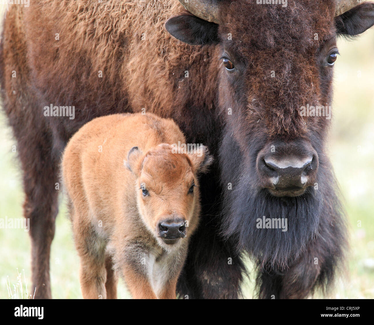 Le Bison D Amerique Bison Bison Vache Et Veau Nouveau Ne Dans La Lamar Valley Parc National De Yellowstone Wyoming Usa Photo Stock Alamy