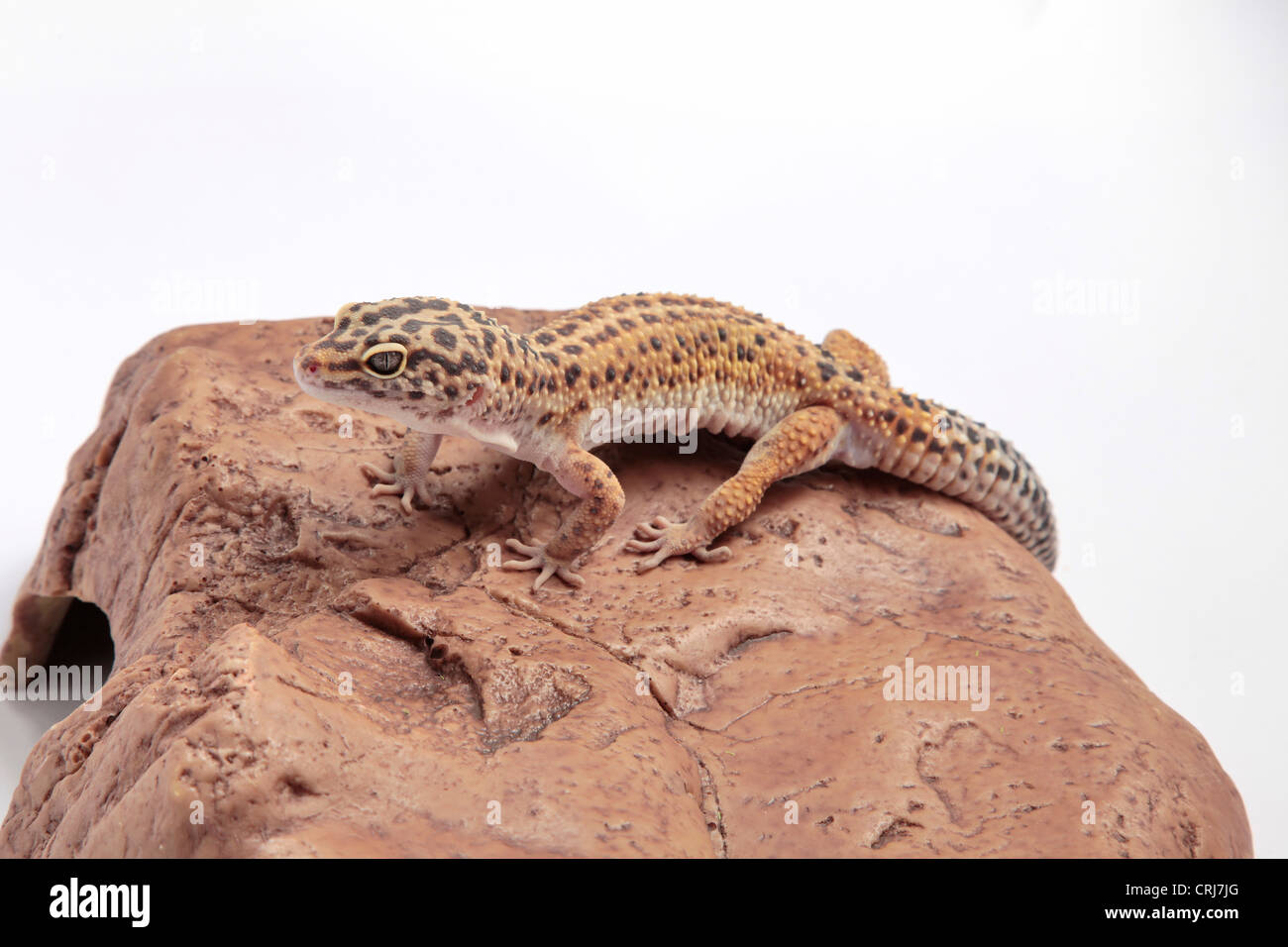 Gecko léopard sur un arrière-plan en pierre Banque D'Images