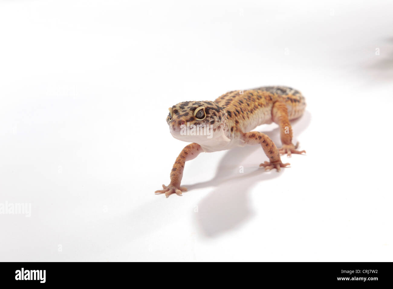 Gecko léopard sur un fond découpé Banque D'Images