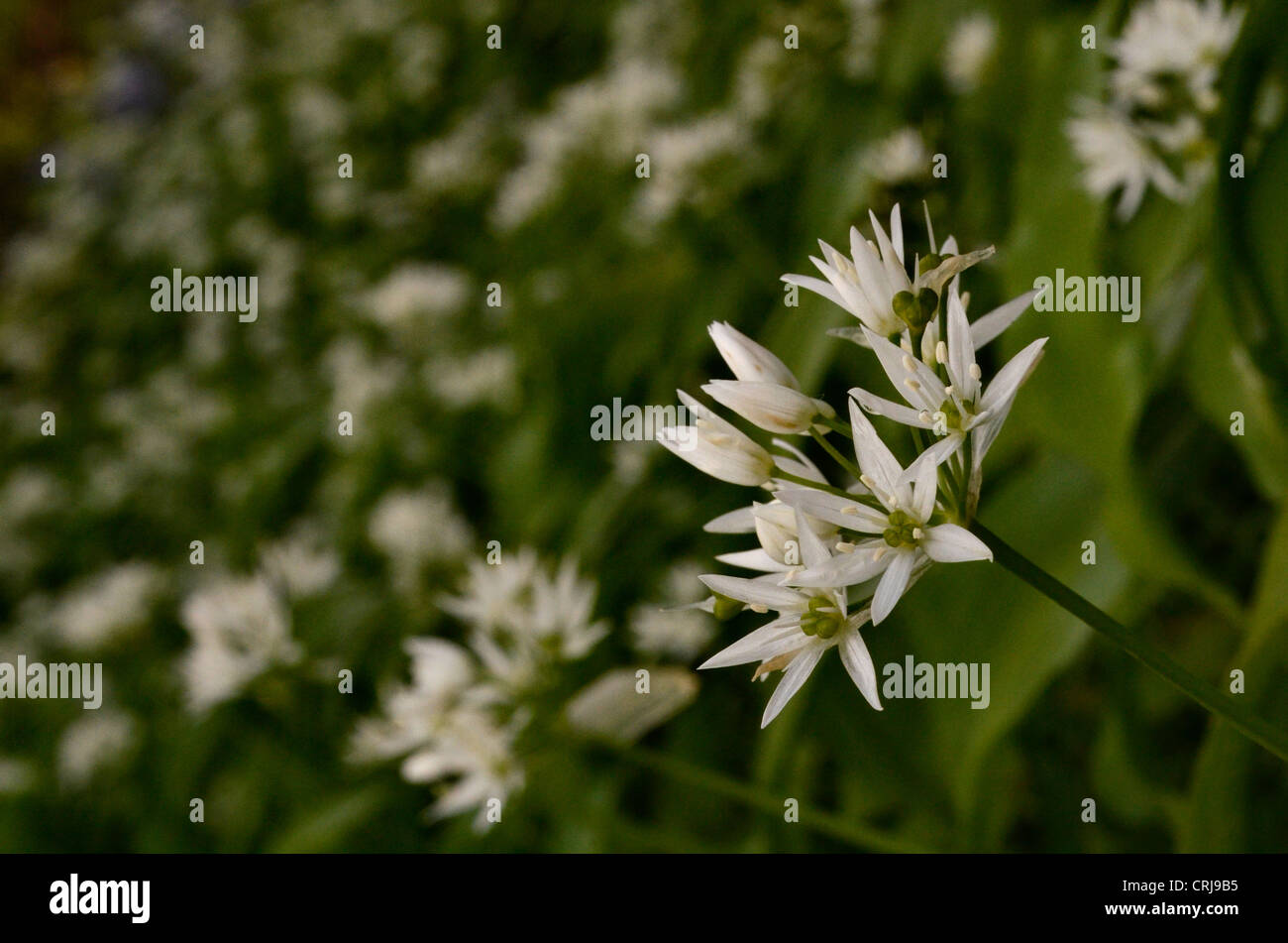 Close-up de d'ail sauvage, Ramsons (Allium ursinum). C'est un fourrage communément printemps vert sauvages comestibles. Banque D'Images