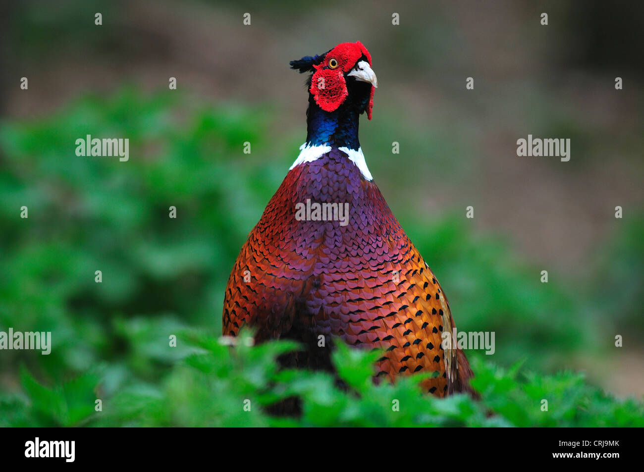 Faisan de Colchide Banque D'Images