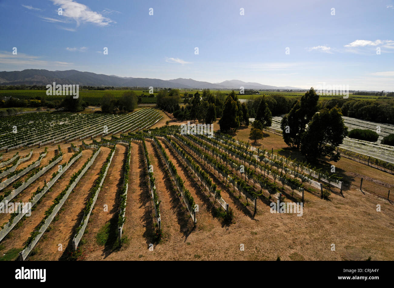 De longues rangées de vignes protégées par une couverture de protection du raisin dans le domaine viticole de Highfield et les vignobles de Marlborough près de Blenheim sur l'île du Sud dans Banque D'Images