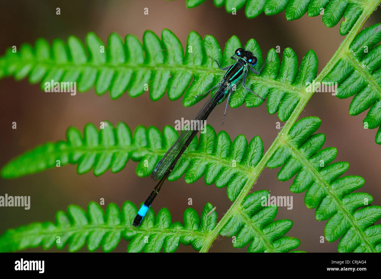 Une demoiselle à queue bleue sur une fougère vert UK Banque D'Images