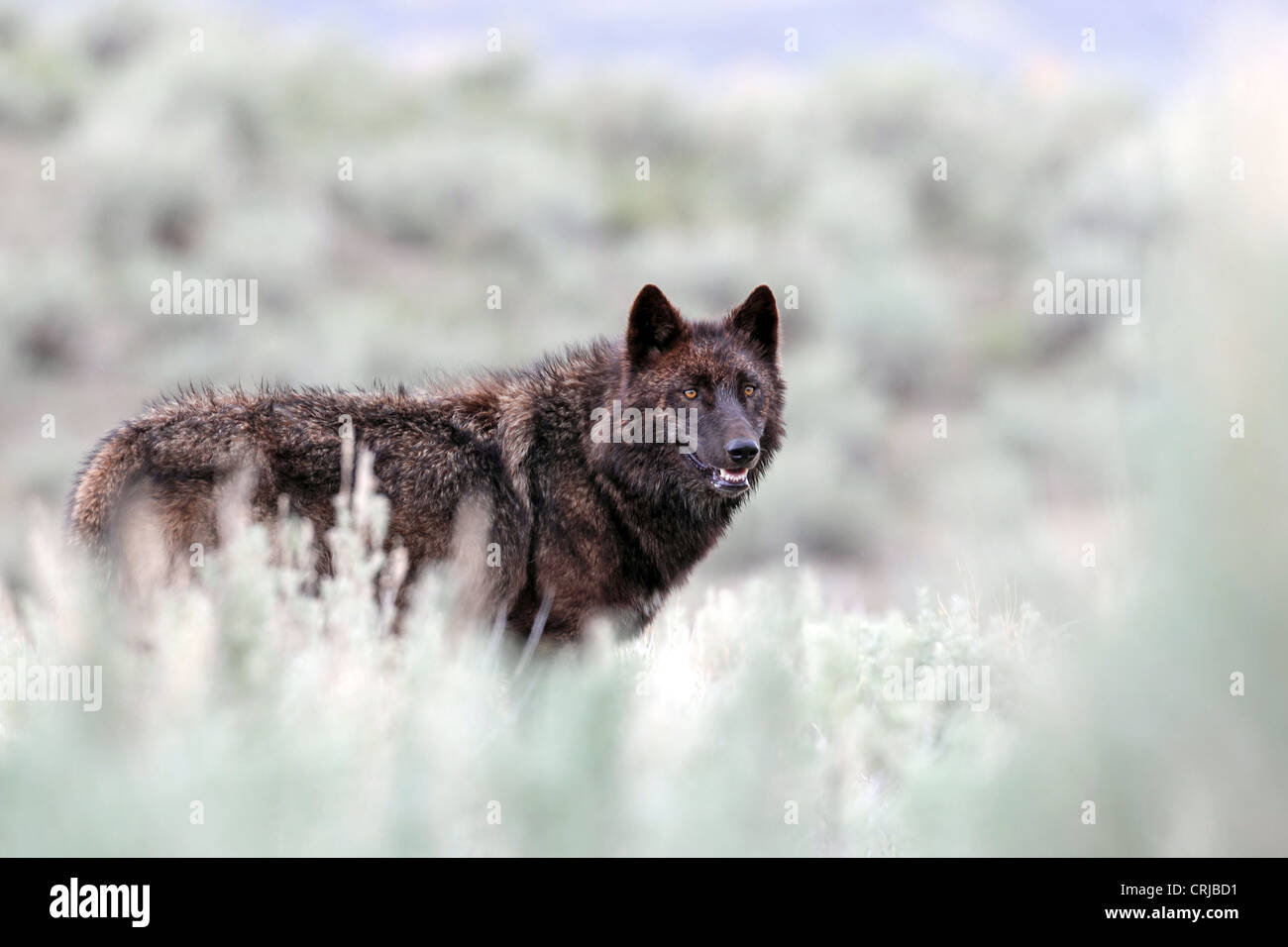 Black-phase loup gris (Canis lupus) de la Mollies pack, dans la vallée de Lamar le Parc National de Yellowstone, Wyoming, USA Banque D'Images