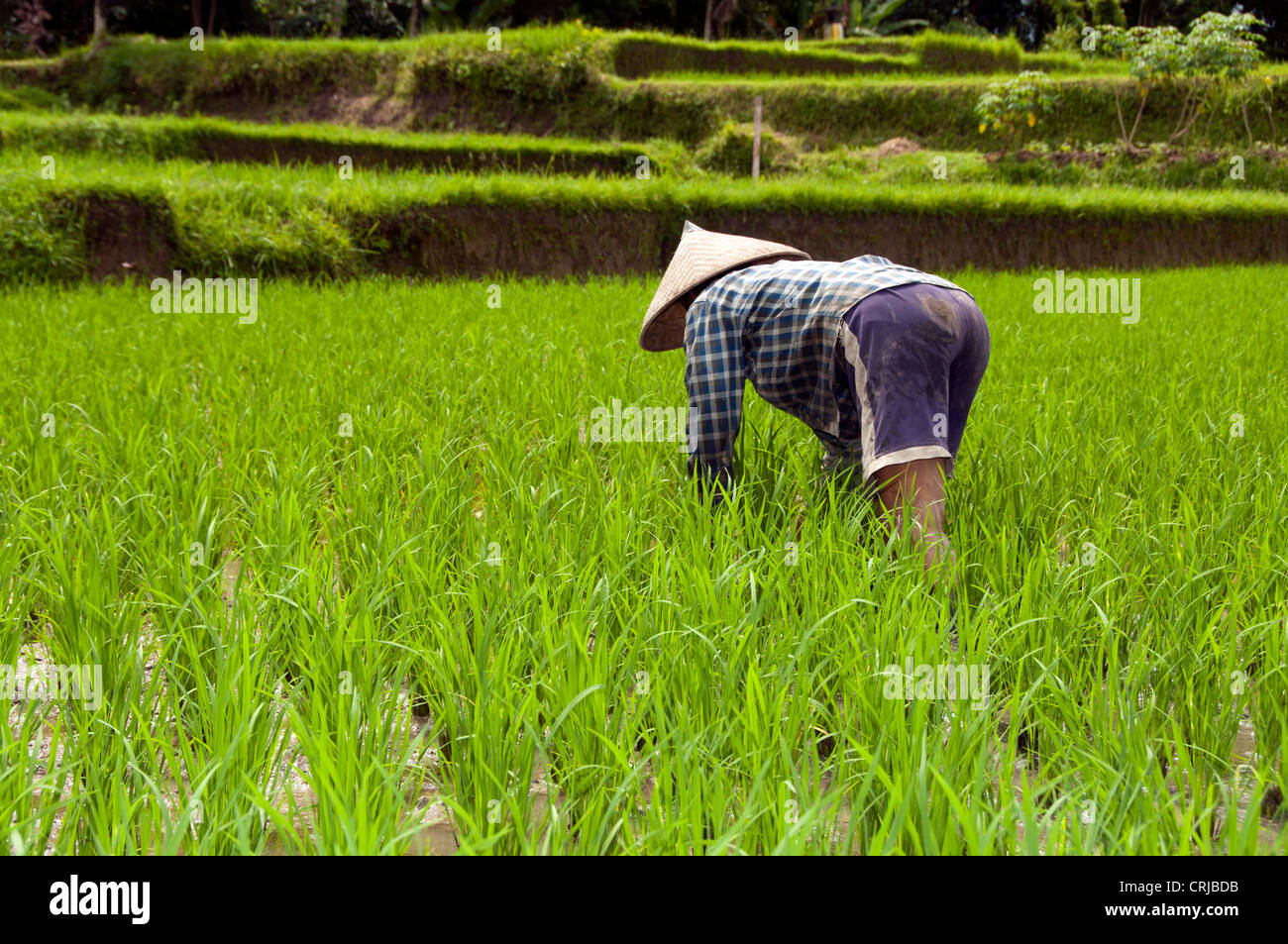 Indonésie ubud bali , femme travaillant dans les rizières sawa Banque D'Images