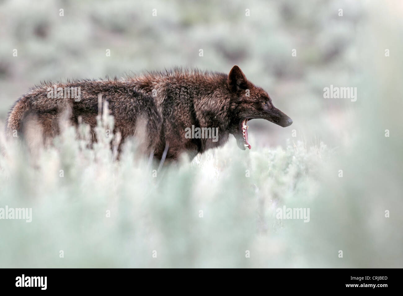 Black-phase loup gris (Canis lupus) de la Mollies pack, bâillements dans la vallée Lamar de Yellowstone National Park, Wyoming, USA Banque D'Images