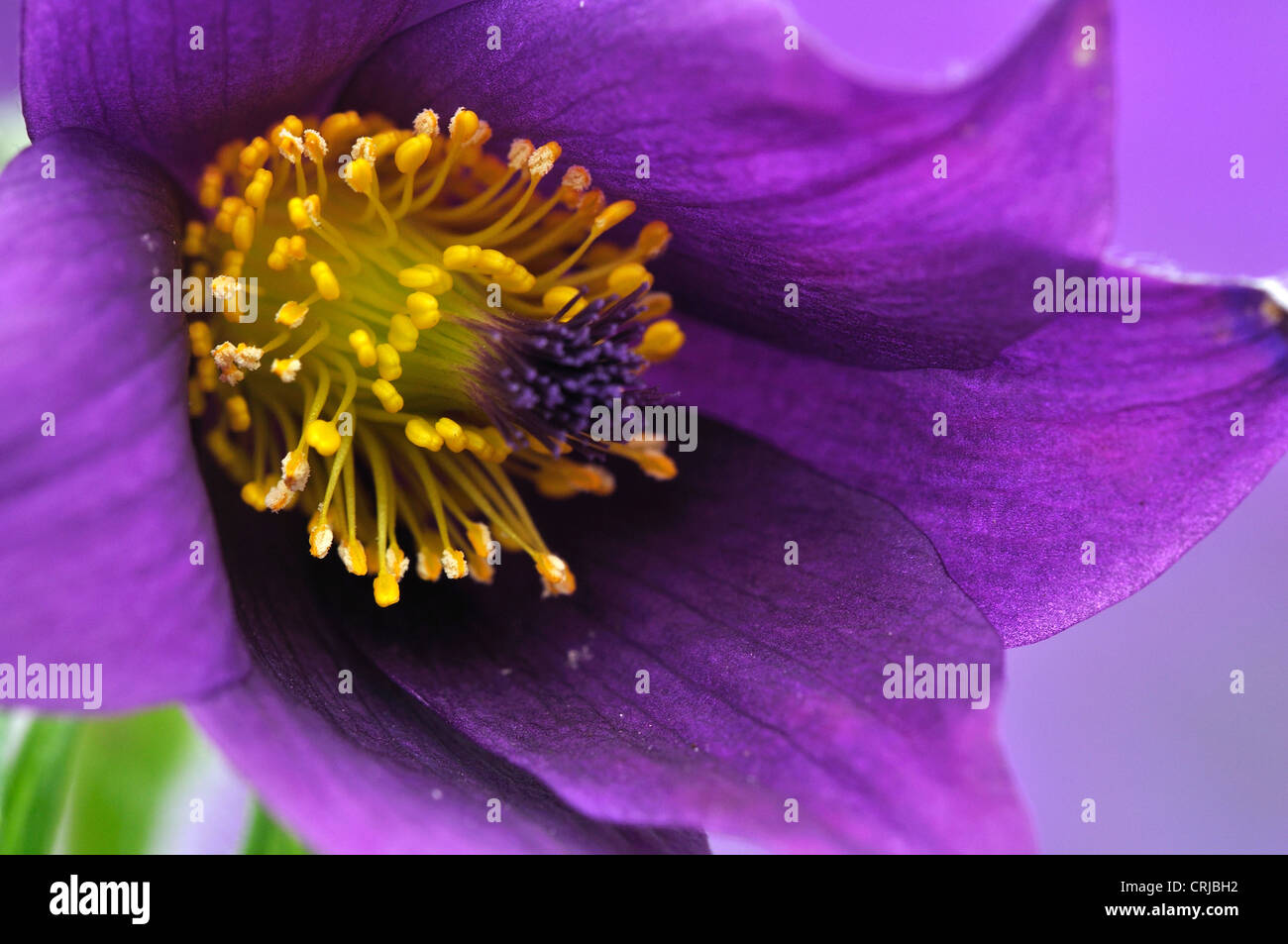 Un jardin de vivaces Anémone pulsatilla purple flower UK Banque D'Images