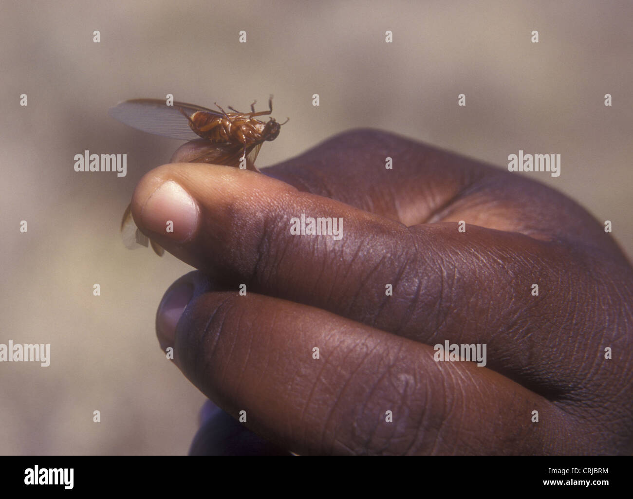 L'Afrique noire main tenant par les ailes des termites volants de la réserve nationale de Samburu, Kenya Banque D'Images