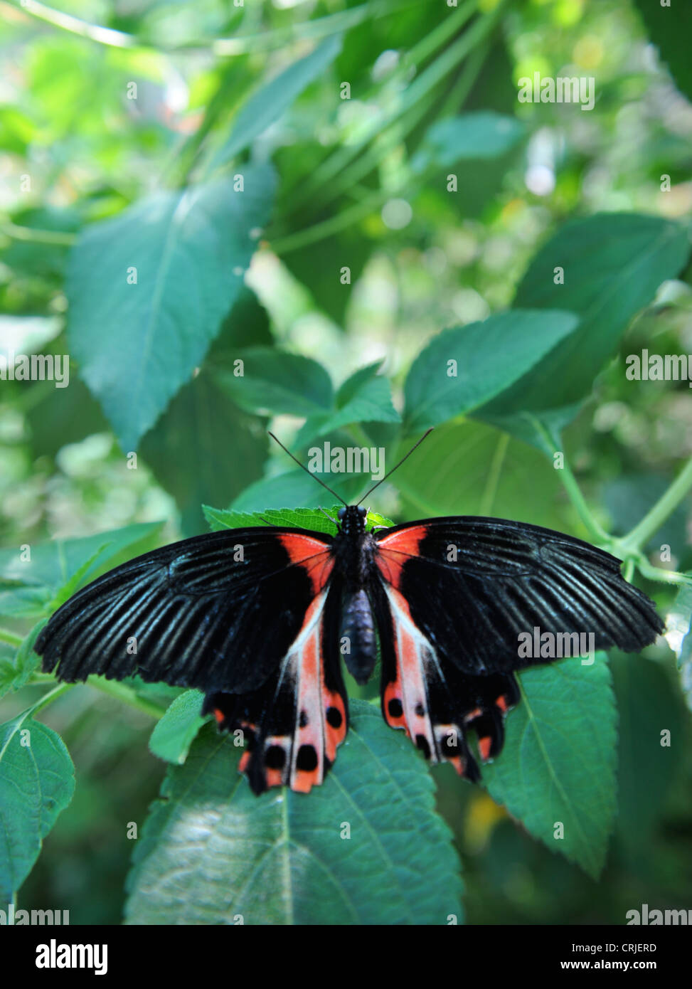 Une queue d'hirondelle écarlates butterfly Banque D'Images