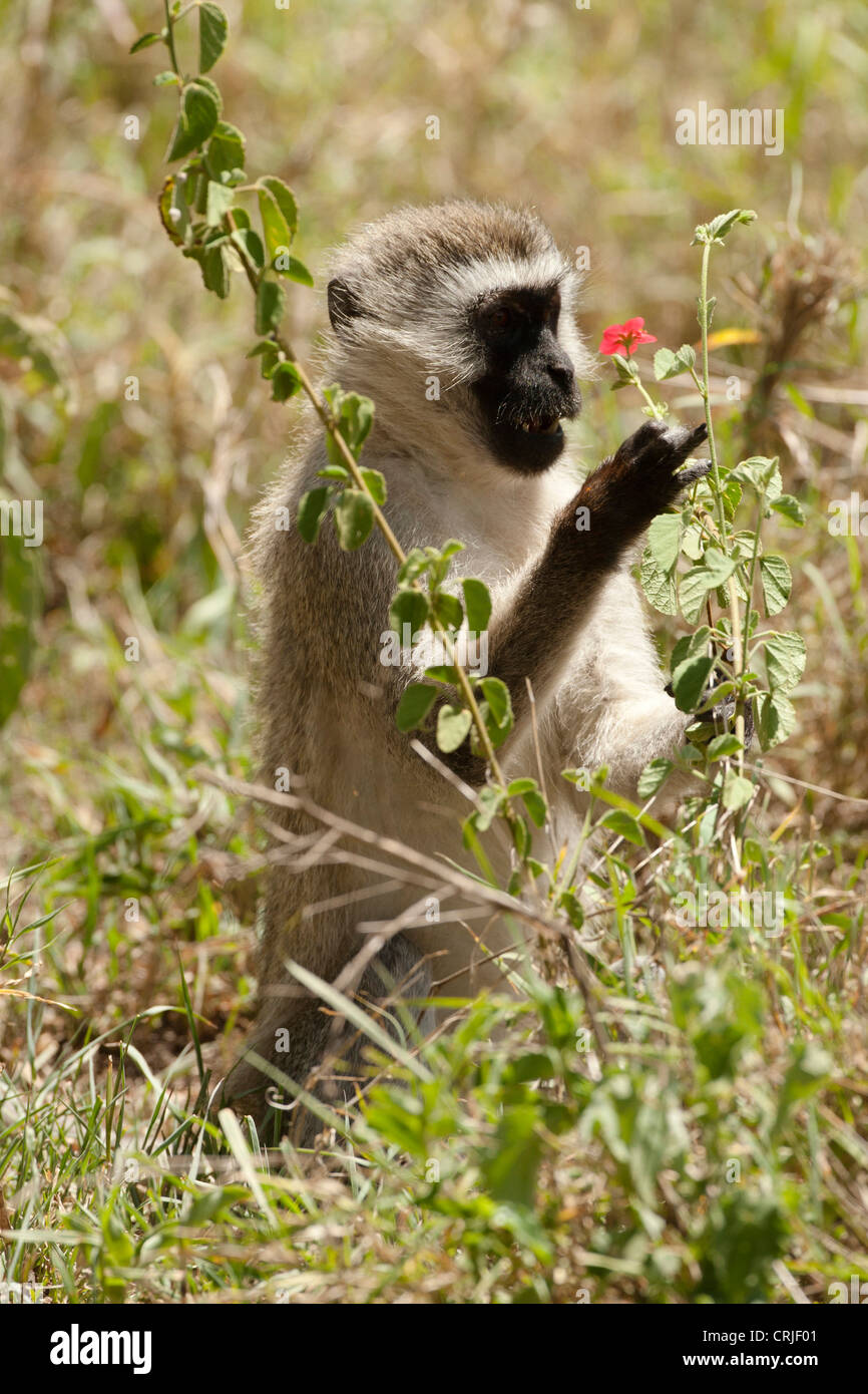L'Afrique, Tanzanie, Ngorongoro Crater, singe vervet, Cercopithecus aethiops, jouant avec des fleurs Banque D'Images