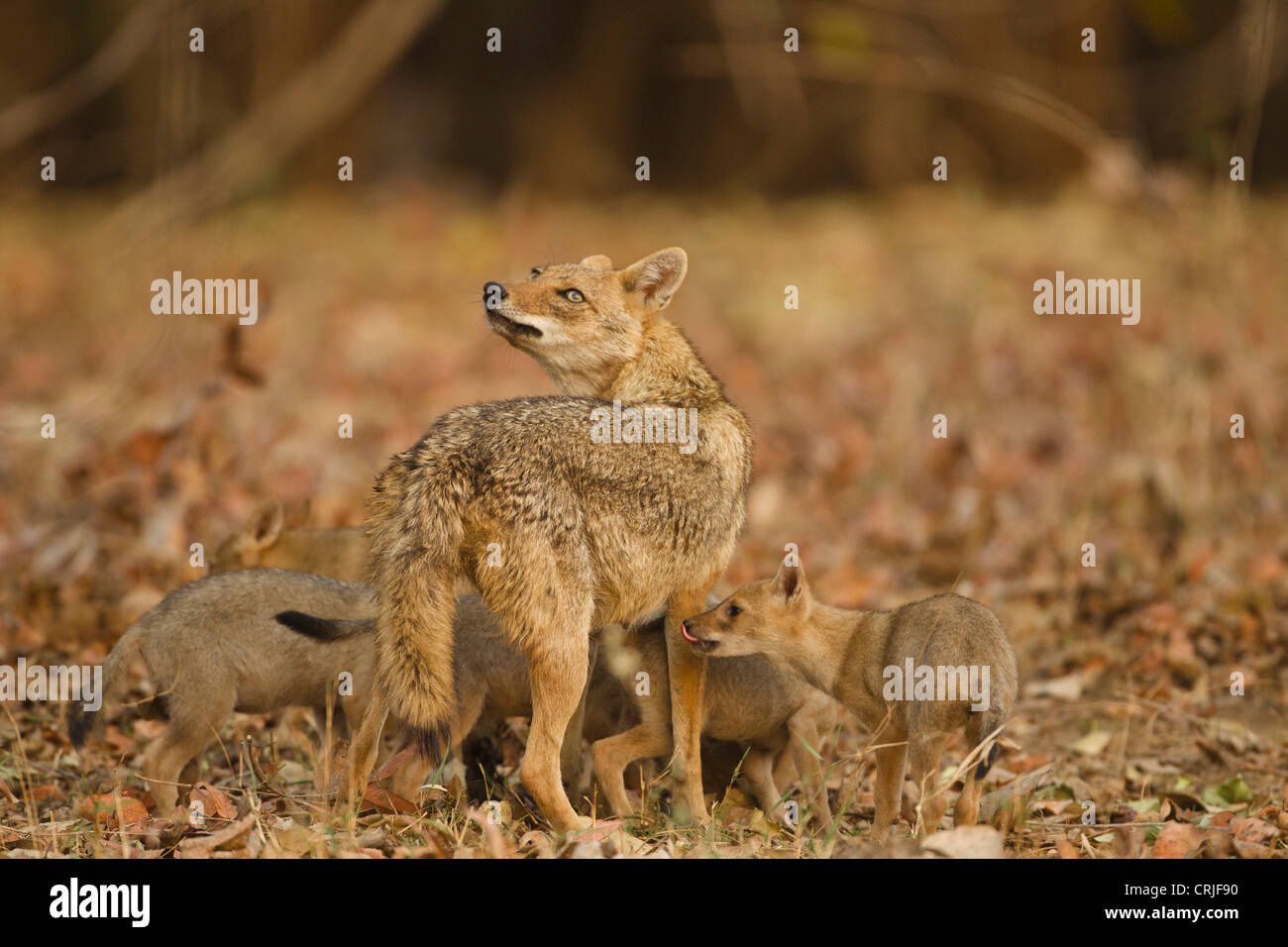 L'Asie, l'Inde, Pench National Park, le Madhya Pradesh, le chacal, Canis aureus indicus, mère, six petits chiots alimentation sciences infirmières Banque D'Images