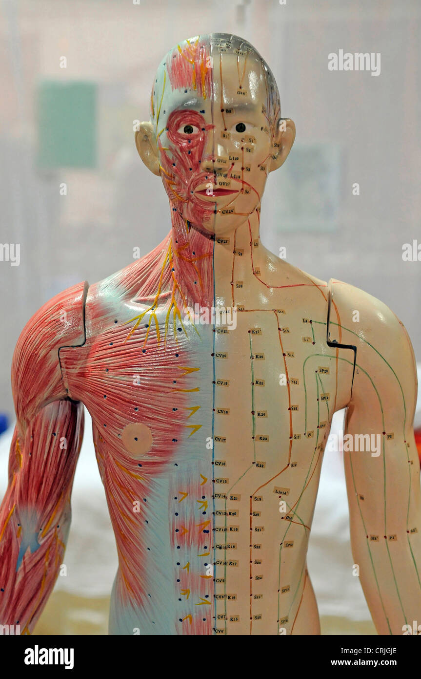Modèle grandeur nature d'un homme à usage médical avec l'énergie des méridiens et des points d'acupuncture a marqué et les muscles de la moitié du corps mis gratuitement Banque D'Images