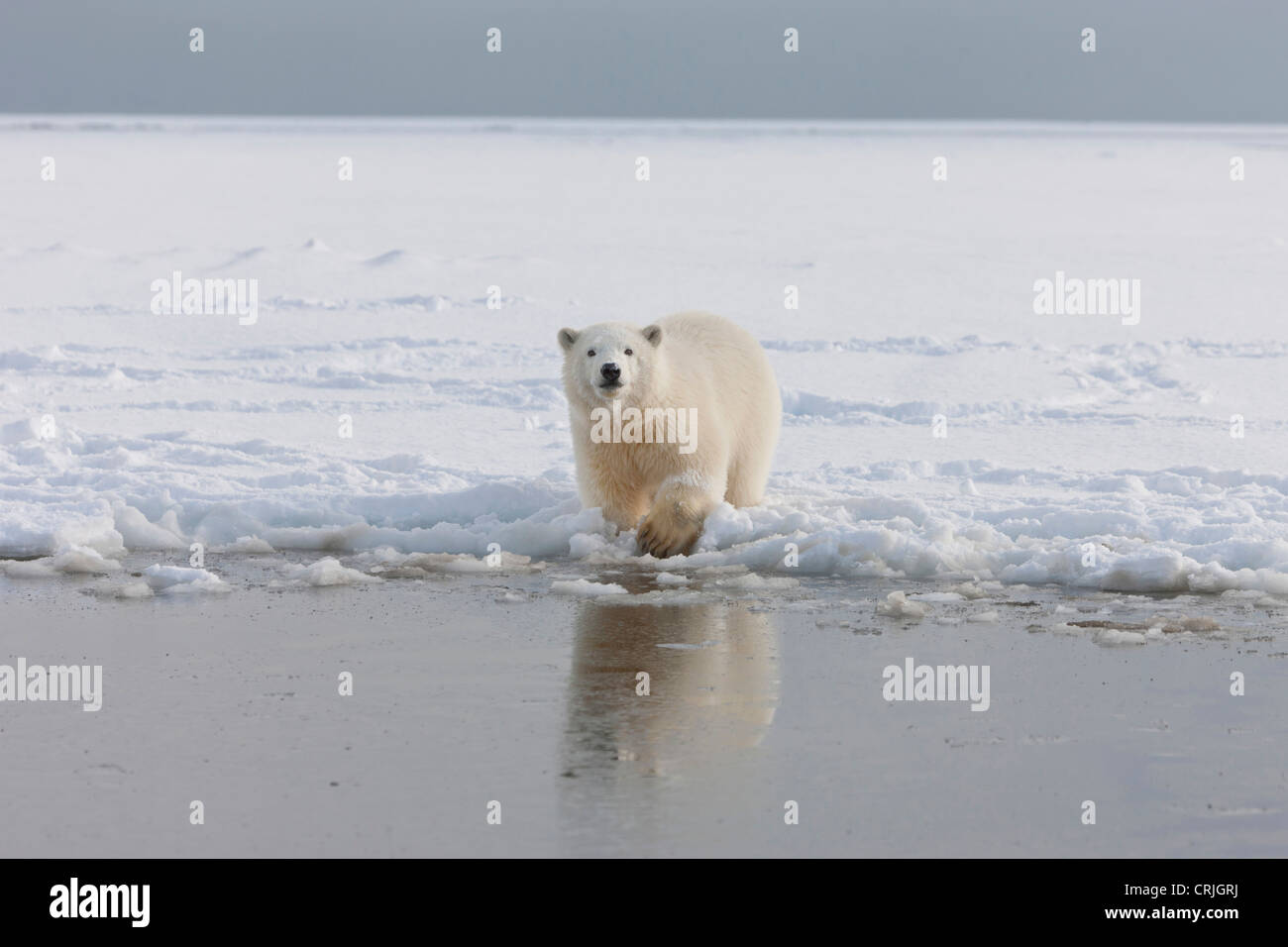 Un curieux jeune ours polaire joue dans la neige sur le bord de la glace de mer de Beaufort, dans la réserve faunique nationale, le nord de l'Alaska. Banque D'Images