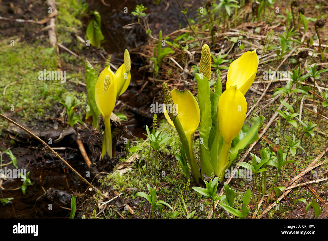 Western lysichiton (Lysichiton americanus) en fleurs près de Tracy Arm le sud-est de l'Alaska Banque D'Images