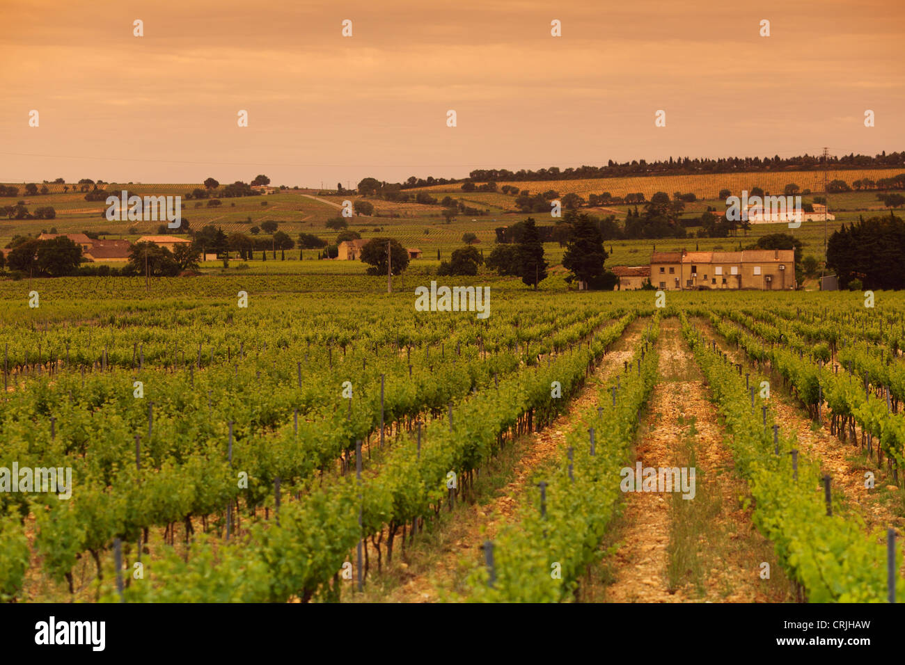 Ciel Orange sur vignoble verdoyant Banque D'Images