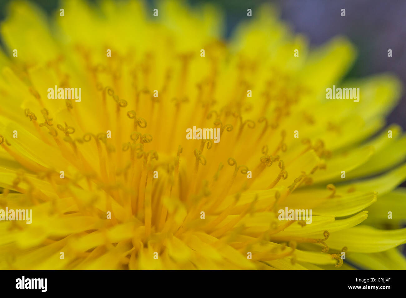 Yellow pissenlit (Taraxacum officinale) fleurs en été Banque D'Images