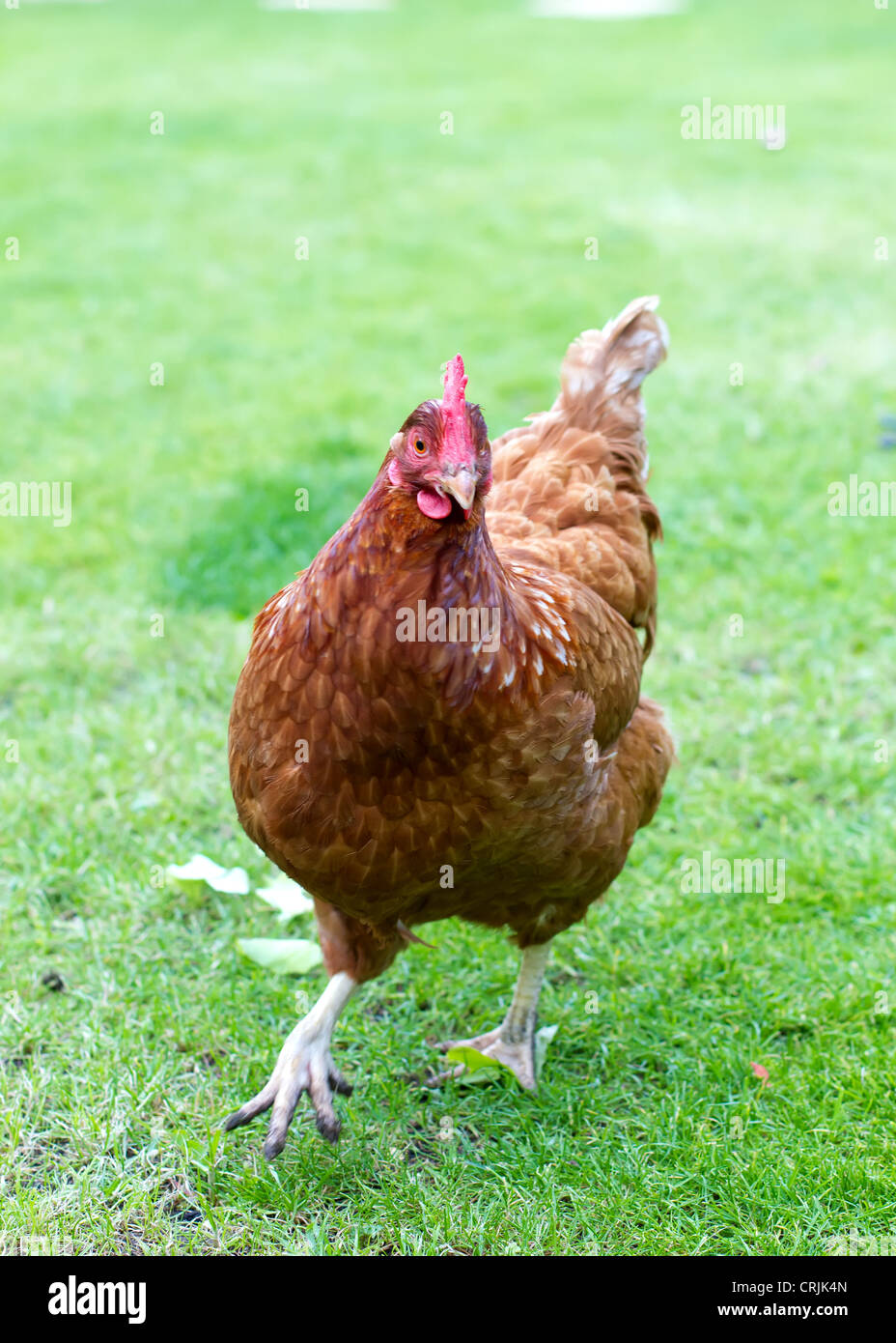 De poulet fermier d'un chez soi dans un jardin anglais Banque D'Images