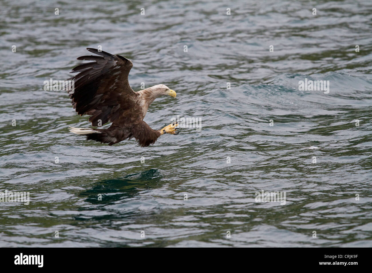 Un aigle de mer attaquant dans le son de Raasay juste à côté de l'île de Skye en Écosse Banque D'Images