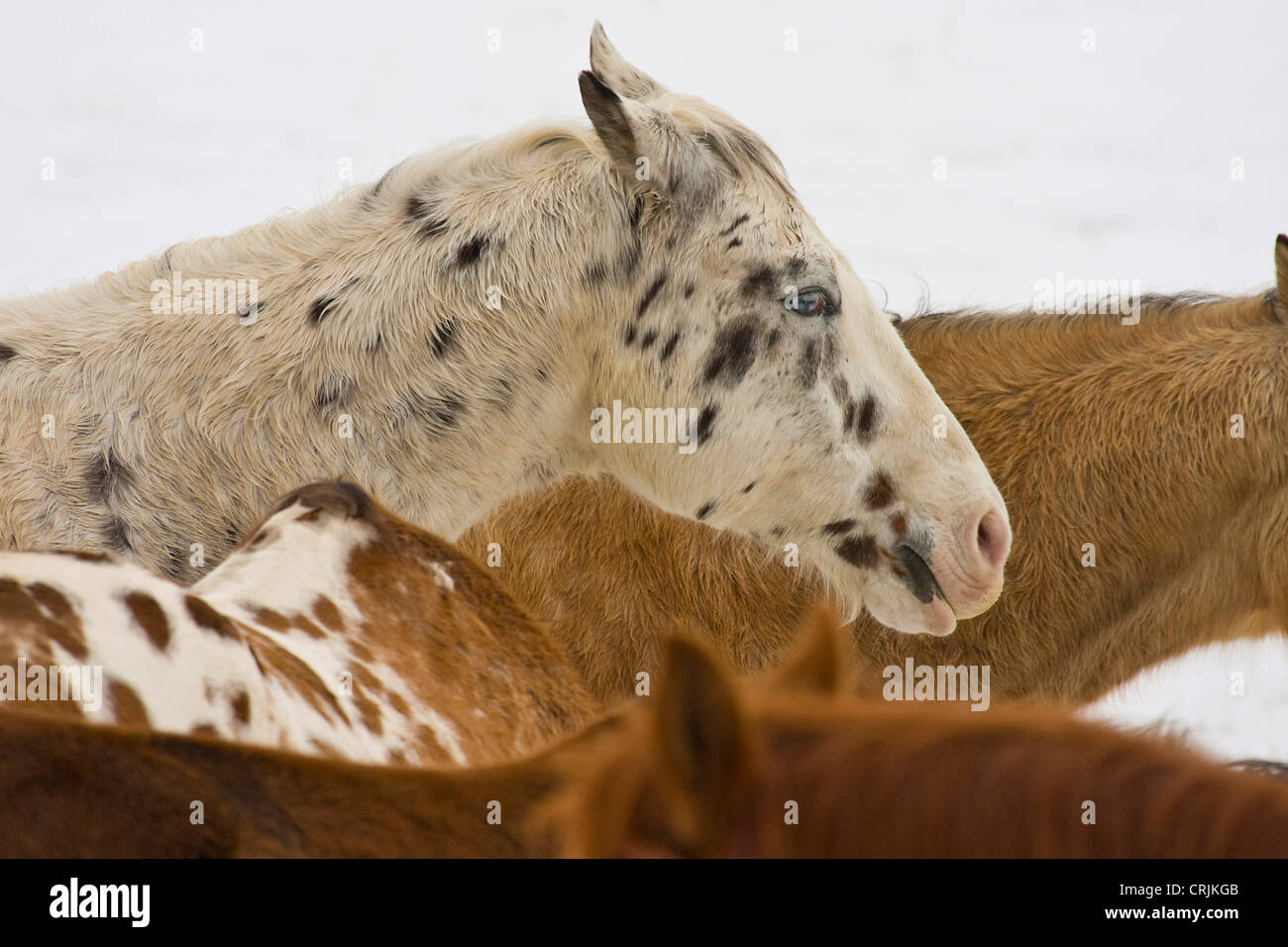 Cheval Avec Corne Banque D Image Et Photos Alamy