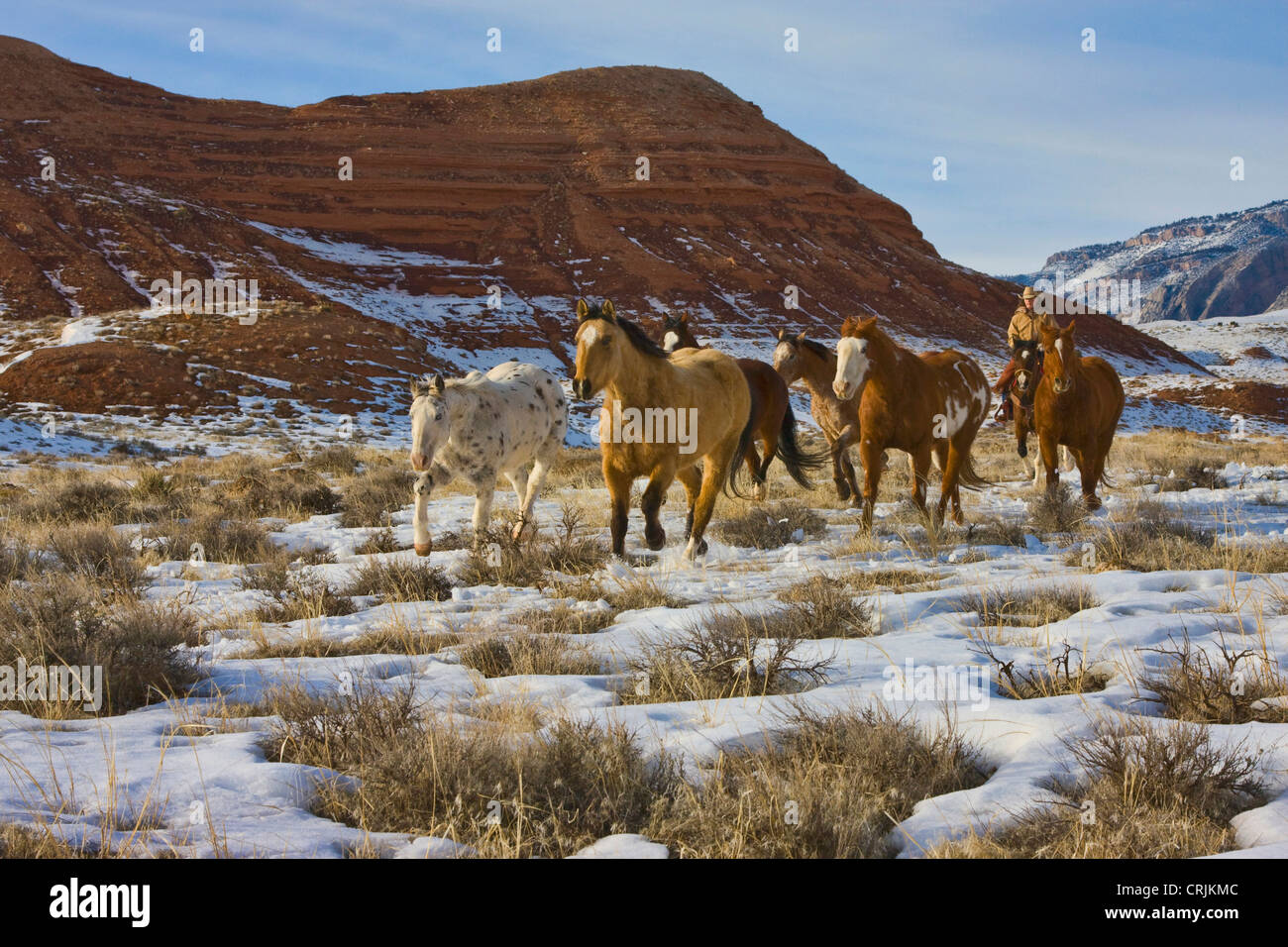 Amérique du Nord ; USA ; Wyoming ; Shell ; Big Horn Mountains ; chevaux qui courent dans la neige ; (MR) Banque D'Images
