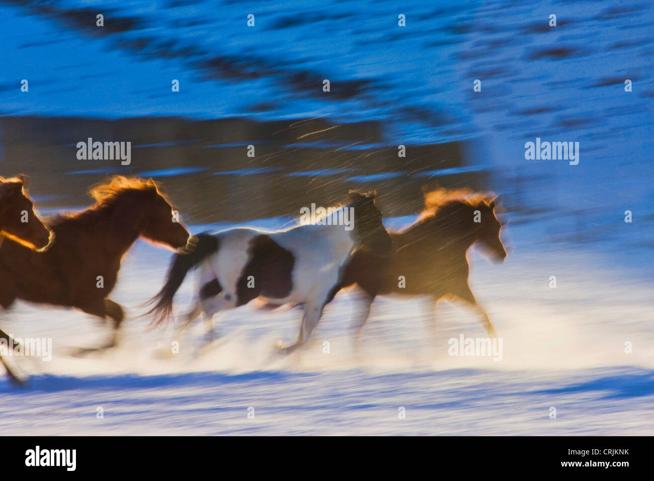 Cheval Avec Corne Banque D Image Et Photos Alamy