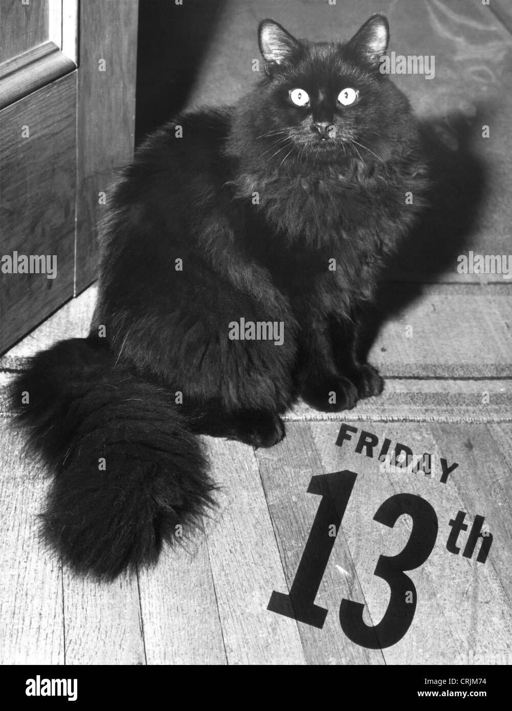 Chat noir le vendredi 13 Banque D'Images