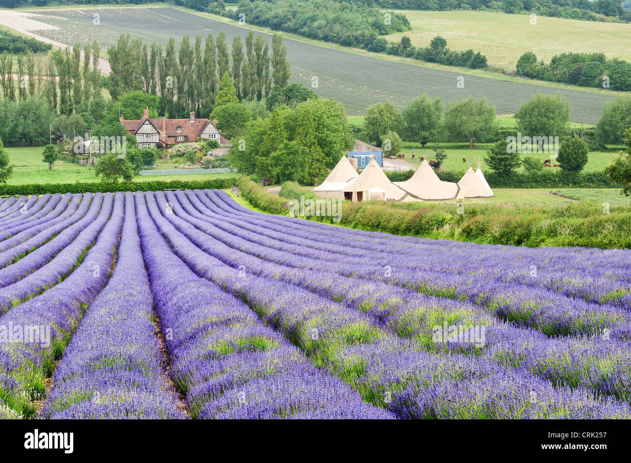 Champ de lavande au début de sa floraison sur la vallée de la craie Darent Banque D'Images