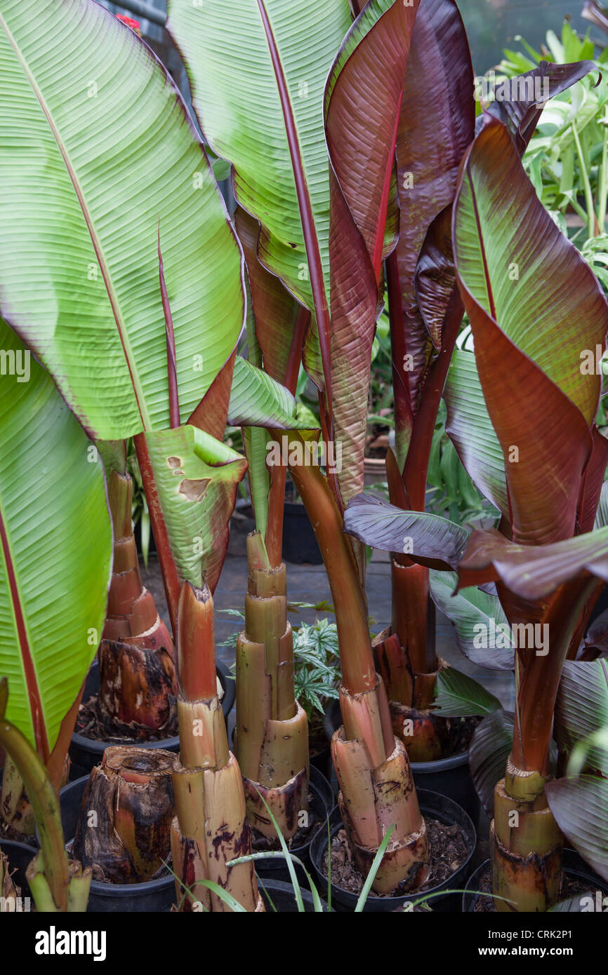 Ensete ventricosum 'Maurelii' plante Banane dans le stockage dans une serre chauffée pendant l'hiver au Royaume-Uni Banque D'Images