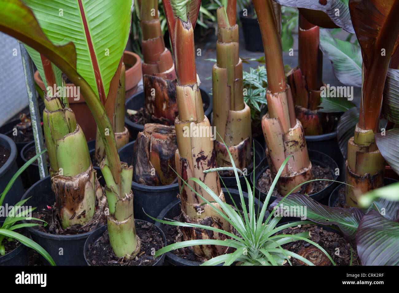 Ensete ventricosum 'Maurelii' plante Banane dans le stockage dans une serre chauffée pendant l'hiver au Royaume-Uni Banque D'Images