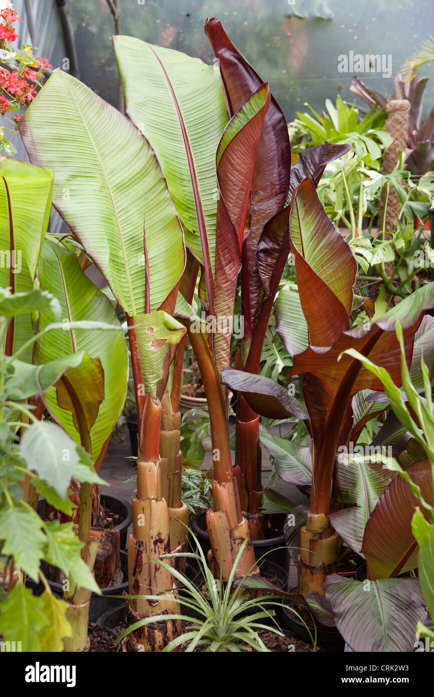 Ensete ventricosum 'Maurelii' plante Banane dans le stockage dans une serre chauffée pendant l'hiver au Royaume-Uni Banque D'Images