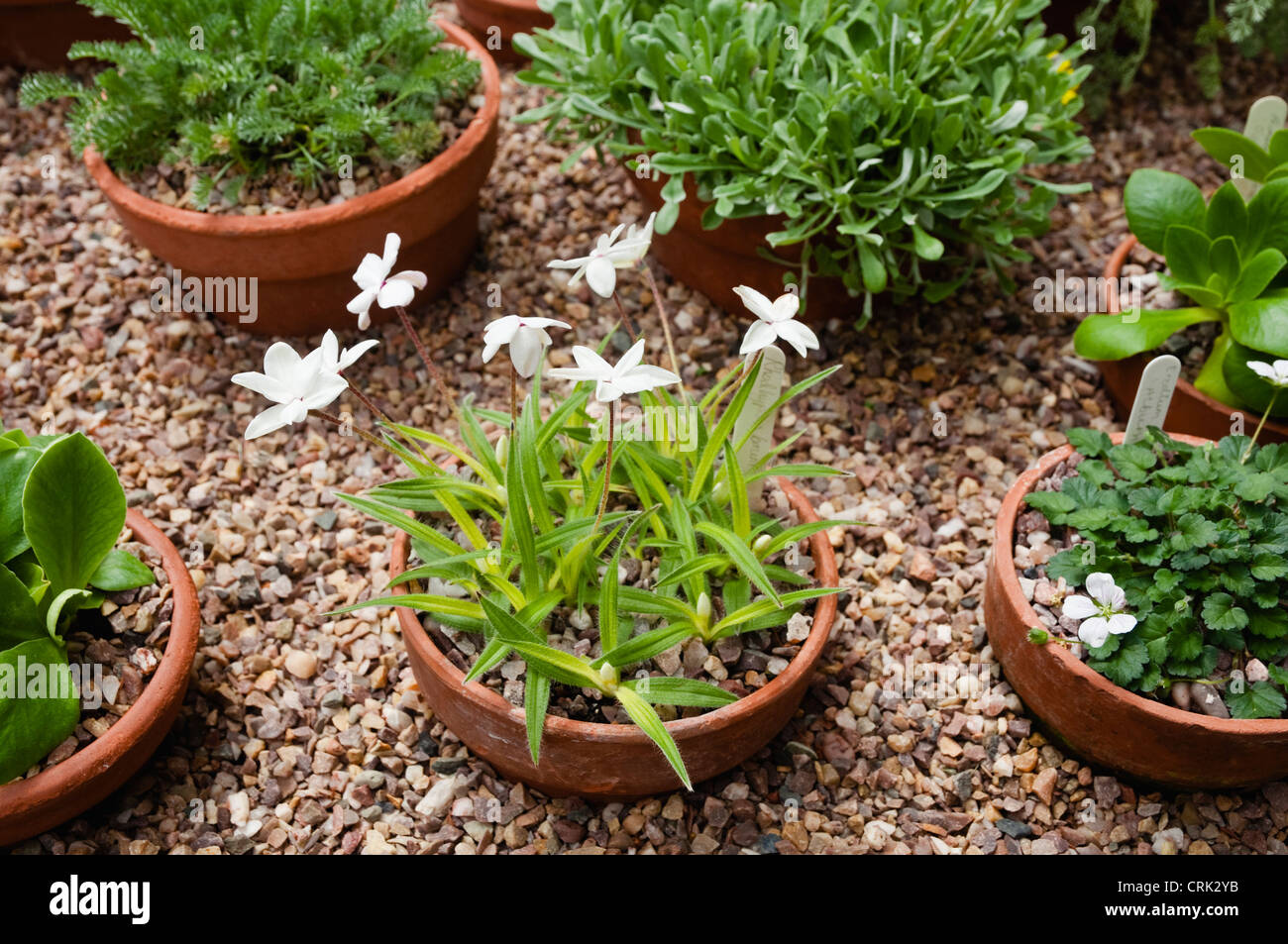 Une variété de plantes alpines cultivées dans des pots et insérés dans le gravier, cultivé dans une serre sur scène en bois. UK. Banque D'Images Une variété de plantes alpines cultivées dans des pots et insérés dans le gravier, cultivé dans une serre sur scène en bois. UK. Banque D'Images