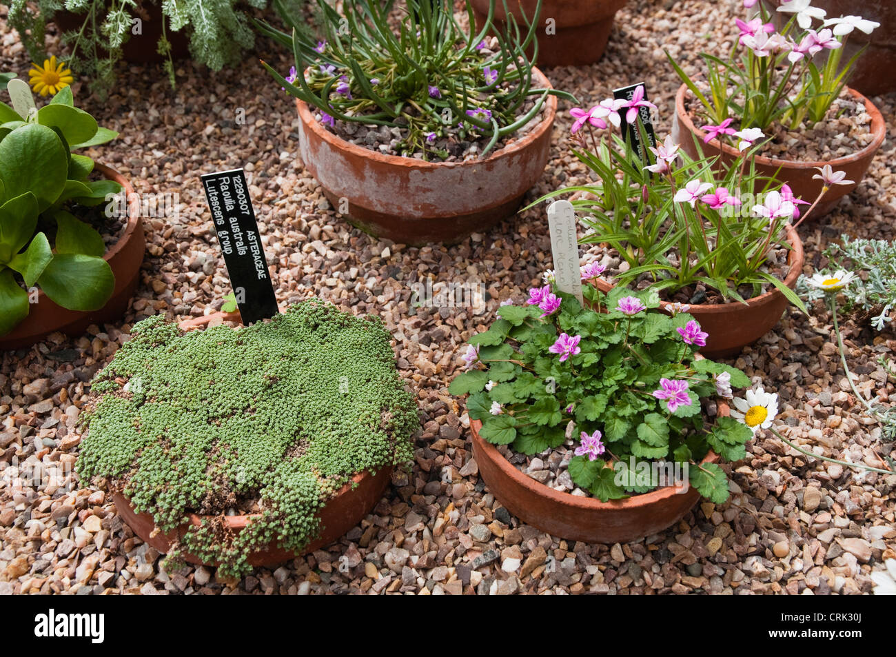 Une variété de plantes alpines cultivées dans des pots et insérés dans le gravier, cultivé dans une serre sur scène en bois. UK. Banque D'Images Une variété de plantes alpines cultivées dans des pots et insérés dans le gravier, cultivé dans une serre sur scène en bois. UK. Banque D'Images