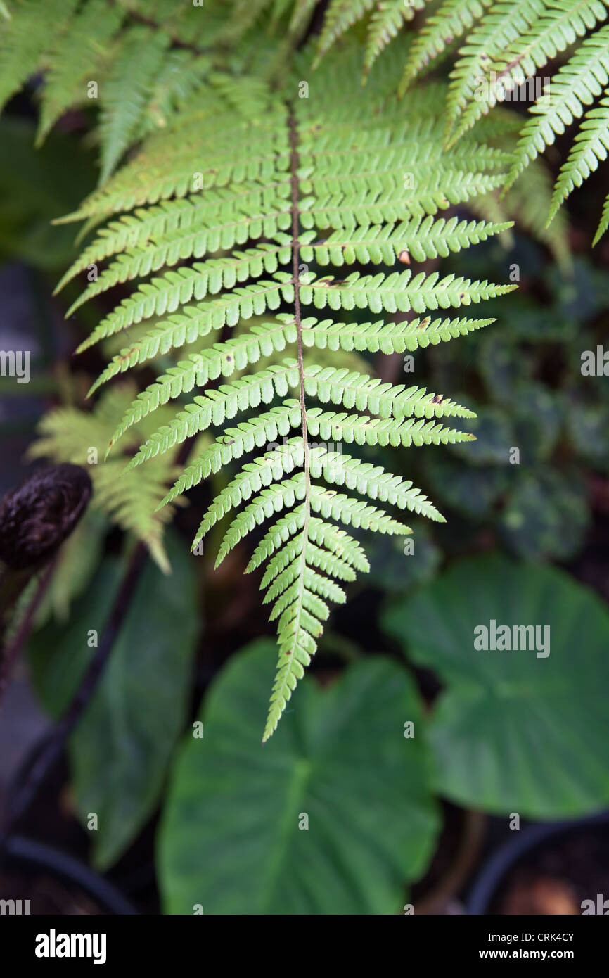Dicksonia squarrosa (fougère arborescente, Nouvelle Zélande fougère arborescente) Feuilles Banque D'Images