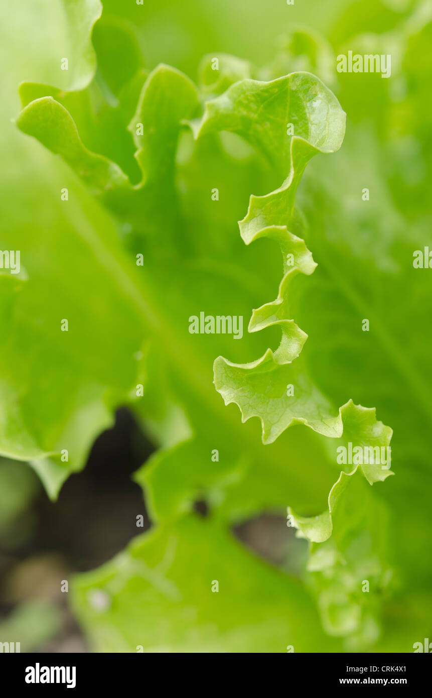 Feuille de laitue iceberg vert clair feuilles croquantes propres légumes à bord dentelé Banque D'Images