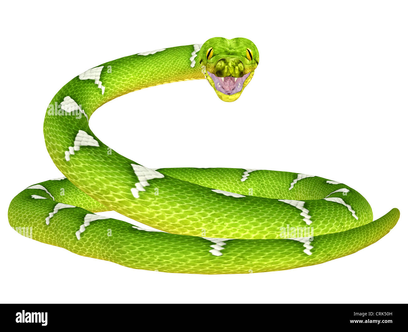 Illustration d'un arbre vert Python (espèces de serpent) isolé sur fond blanc Banque D'Images