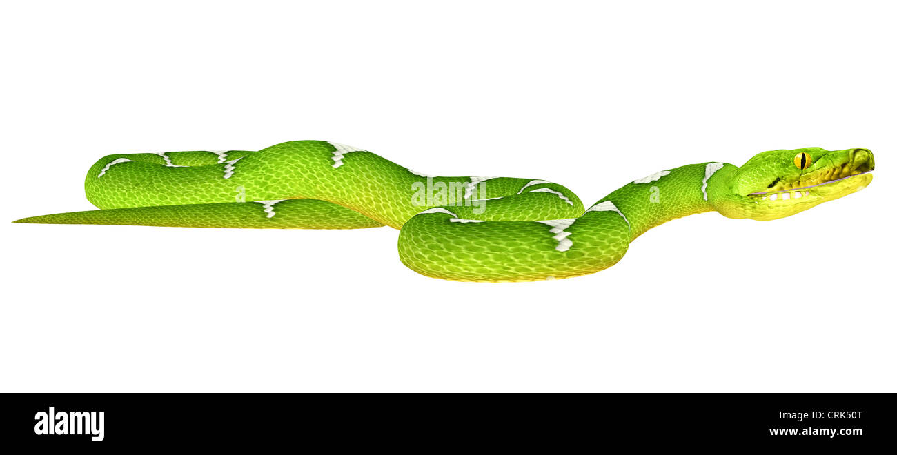 Illustration d'un arbre vert Python (espèces de serpent) isolé sur fond blanc Banque D'Images