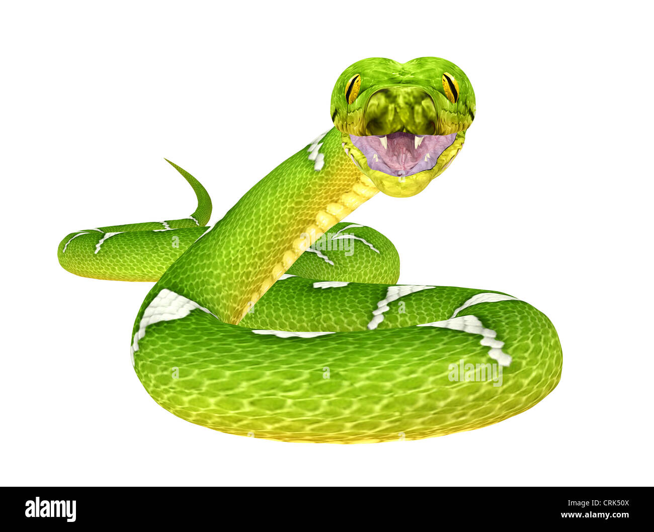 Illustration d'un arbre vert Python (espèces de serpent) isolé sur fond blanc Banque D'Images