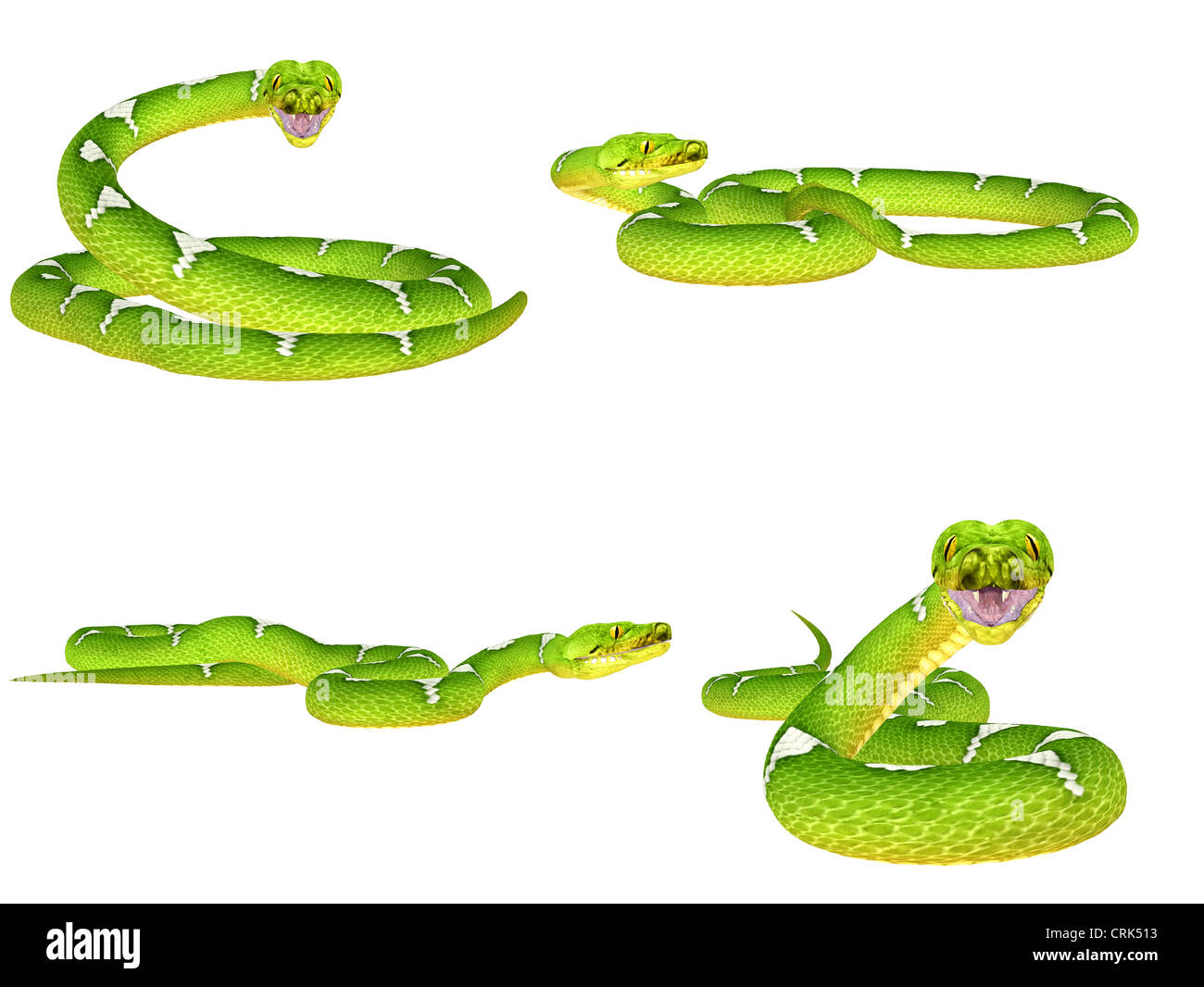 Illustration d'un pack de quatre (4) Green Tree Pythons (espèces de serpent) avec différentes poses isolé sur fond blanc Banque D'Images