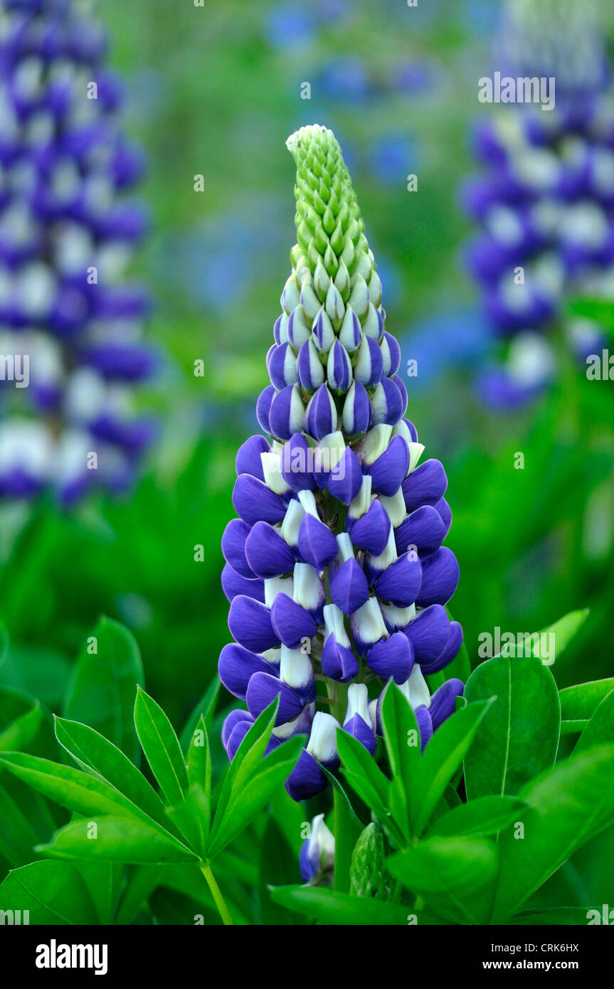 Lettres d'un lupin qui se développe dans un chalet jardin UK Banque D'Images