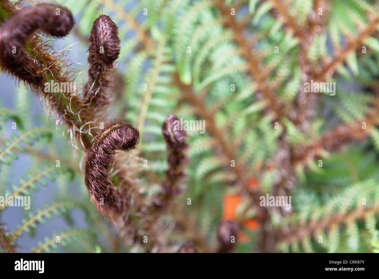 Tomentosissima Cyathea 'Dwarf Woolly fougère arborescente' endémique de Papouasie-Nouvelle-Guinée. Banque D'Images