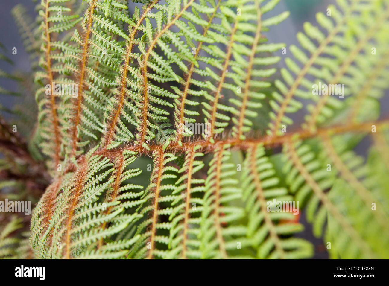 Tomentosissima Cyathea 'Dwarf Woolly fougère arborescente' endémique de Papouasie-Nouvelle-Guinée. Banque D'Images