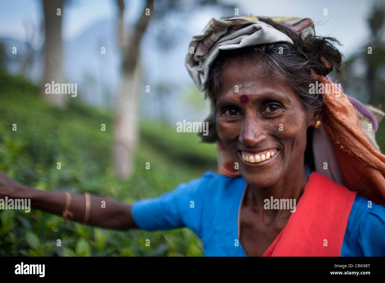 Un plateau plucker dans les collines au-dessus de Central Highlands, Ella, Sri Lanka Banque D'Images